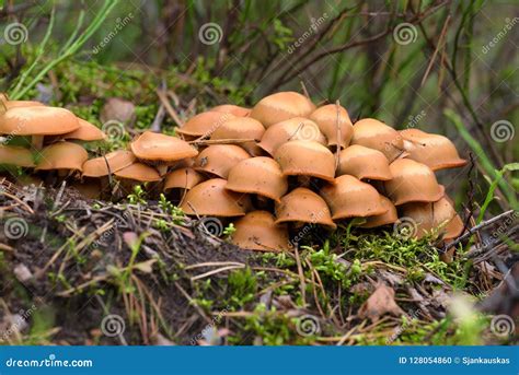 Cogumelos Do Armillaria Do Fungo De Mel Na Floresta Foto De Stock