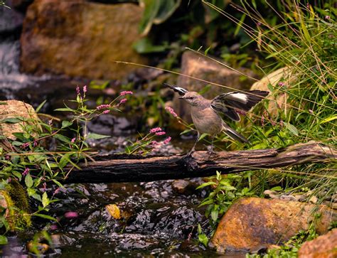 Northern Mockingbird | Audubon Field Guide