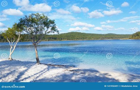 Lake McKenzie stock image. Image of fraser, lake, mckenzie - 141950491