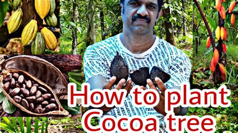 How To Germinate Cocoa Seed And Propagate Chocolate Plant A Beginner