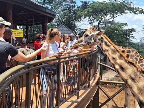 Nairobi Giraffe Center And Karen Blixen Museum Tour GetYourGuide