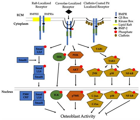 JDB Free Full Text Bone Morphogenetic Protein 2 In Development And