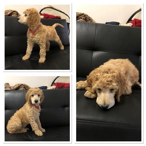 Standard Poodles - Enfield - PetsForHomes