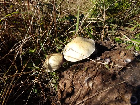 ID Request NSW Australia Mushroom Hunting And Identification