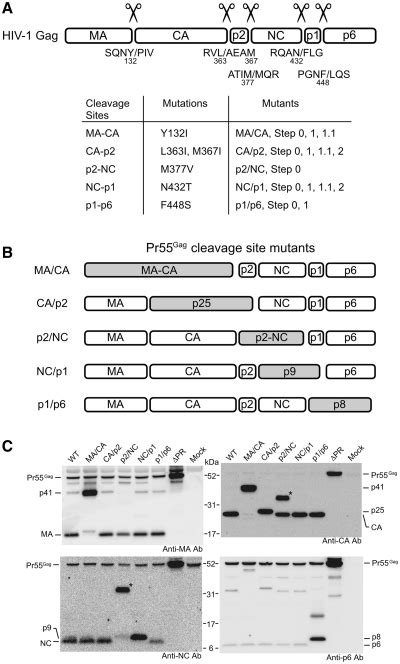 Gag Cleavage Site Mutations Of Hiv A Summary Of The Mutations Used