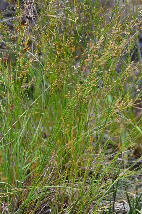 Juncus Dichotomus Juncaceae Image 133530 At PhytoImages Siu Edu