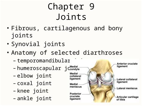 Anatomy Of Selected Synovial Joints Anatomy And Physiology I Images Sexiz Pix