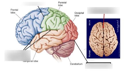 Anatomy Lecture External Features Of The Cerebral Hemispheres Diagram