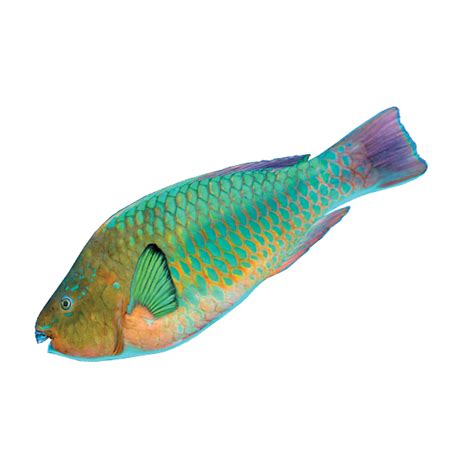 Rainbow Parrotfish Reef Smart Guides