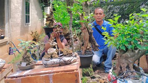 Cek Harga Bahan Bonsai Rb Bisa Nego Pak Alibaba