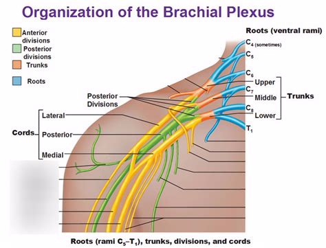 BIO 205 Lab Ch 9 Brachial Plexus Diagram Quizlet