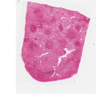 Histology Laboratory Manual