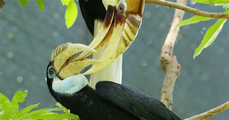 Papuan Hornbill Bird Paradise Mandai Wildlife Reserve