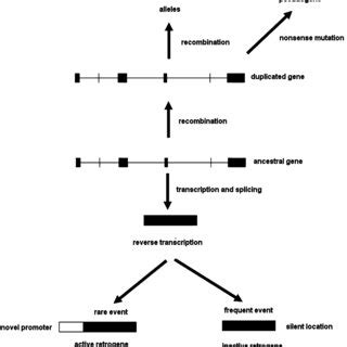 3 Definition of intron phases (a) illustrated with an example (b) | Download Scientific Diagram