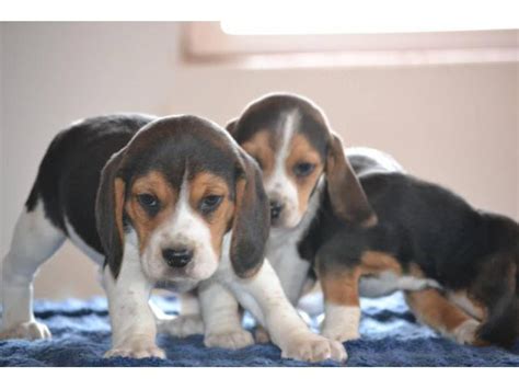 3 Tri Colored Male Beagle Puppies Iowa City Puppies For Sale Near Me