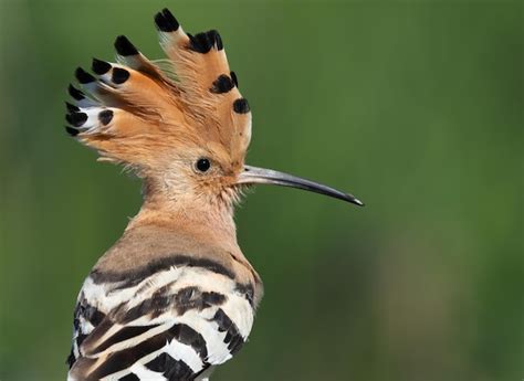 Premium Photo Eurasian Hoopoe Upupa Epops Closeup Of The Bird