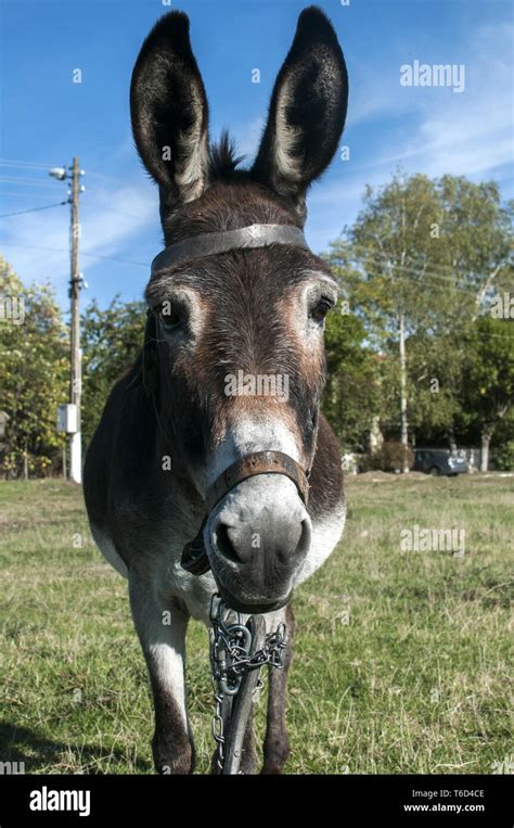 Female donkey hi-res stock photography and images - Alamy