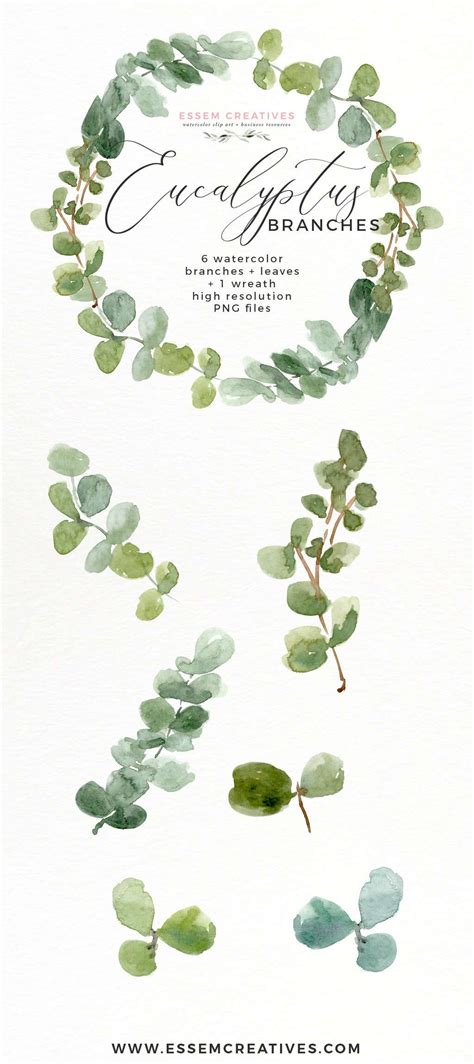 Watercolor Eucalyptus Wreath Branches Clipart Png Essem Creatives