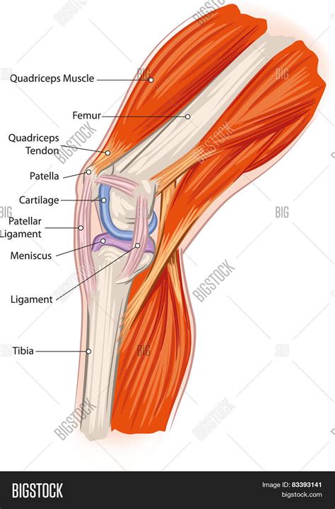 Knee Anatomy Vector Photo Free Trial Bigstock