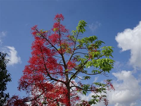 Ficha del Brachychiton acerifolius o Árbol del fuego Todo Árboles