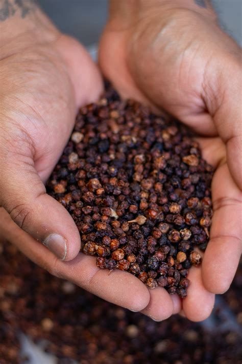 Native Juniper - Boobialla – FINGER LIMES MELBOURNE