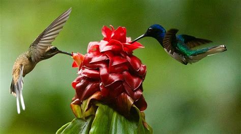 National Butterfly And Hummingbird Day October 3 2024