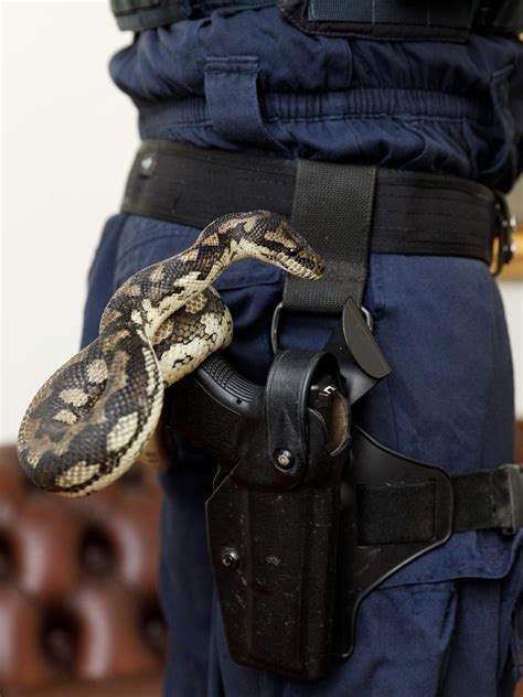 NSWs Bikie Busting Raptor Squad Police Find Snakes Crocodiles In