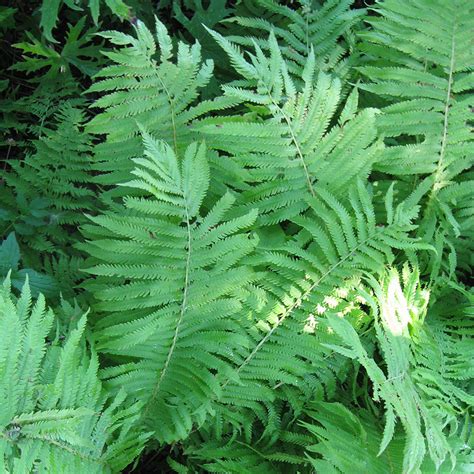 Ferns: A Classic Shade Garden Plant