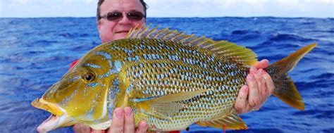 Spangled emperor or Lethrinus nebulosus - Rod Fishing club