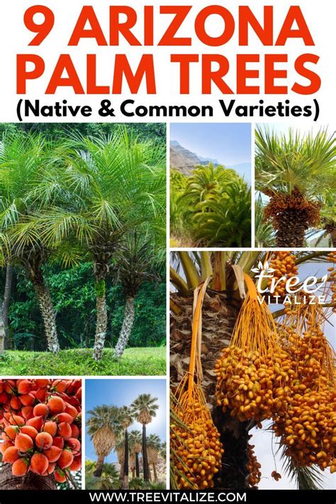 Arizona Palm Trees Native Common Varieties