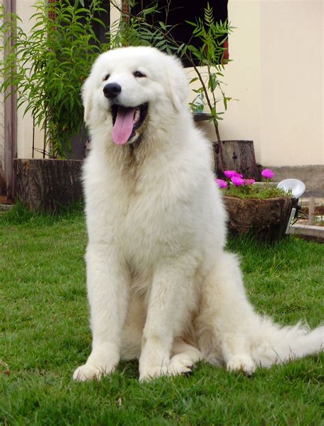 Kuvasz All Big Dog Breeds