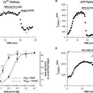 Effect Of PKA Inhibitors On BTREK 1 Inhibition By ACTH Whole Cell K