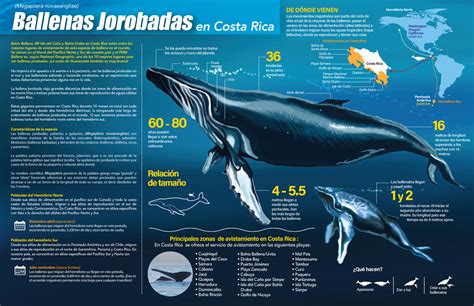 Ballenas Jorobadas Anos Y Mares D Studocu