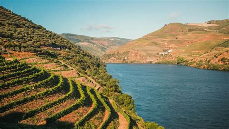 M O De Obra No Alto Douro Vinhateiro Em Debate Agriterra Informa O