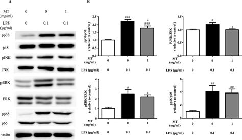 Effects Of Mt Water Extract On P38 Jnk Erk And P65 Activation In