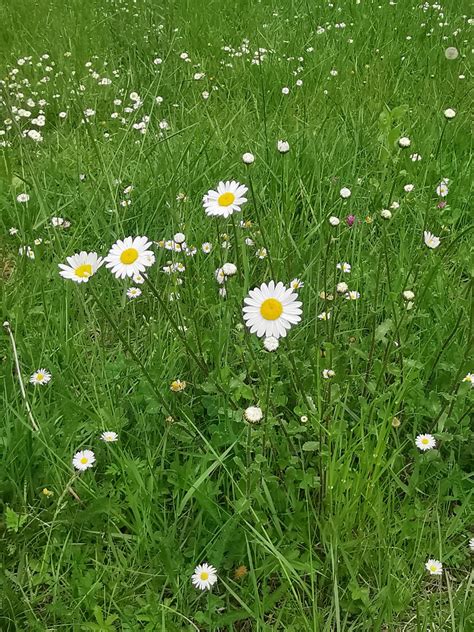 Magerwiesen Margerite Leucanthemum Vulgare Magerwies Flickr