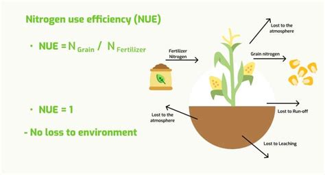 What Is Agronomic Nitrogen Use Efficiency🎍