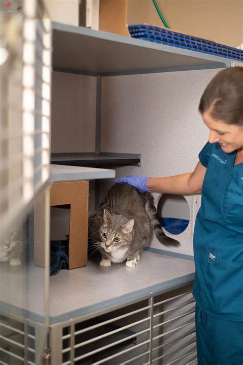 Cat Radioactive Iodine Treatment In Gilbert Az I Arizona Veterinary