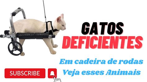 Gatos E C Es Deficientes Em Cadeira De Rodas Por Que Importante