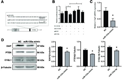 Mir A Participated In The Regulation Of Granulosa Cell Survival