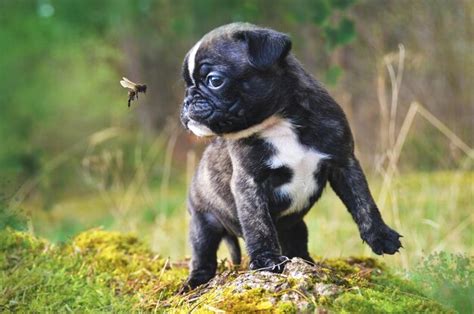 Premium Photo Monkey Looking Away On Field