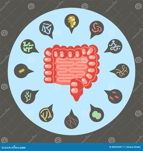 Intestinal Flora Gut Health Vector Concept With Bacteria And Probiotics