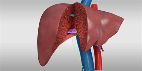 Liver Transplant Living Donor Right Hepatectomy Donor Procedure