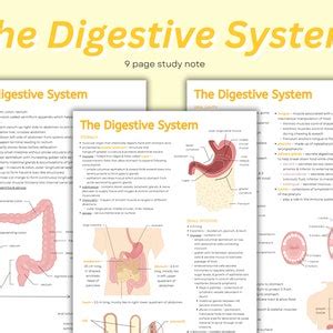 Digestive System Notes Intro To Digestive System Anatomy Stomach