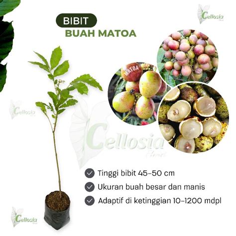 Jual Bibit Tanaman Buah Matoa Matoa Papeda Genjah Shopee Indonesia