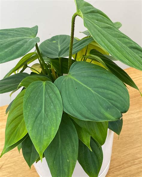 Philodendron ‘fuzzy Petiole Plantvine