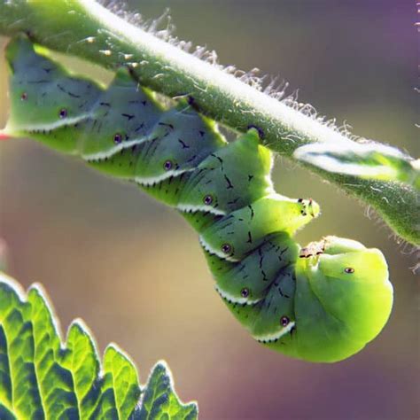 Eliminate Tomato Hornworms Naturally Brown Thumb Mama®