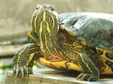 A Close Up Shot Of A Red Eared Turtle Trachemys Scripta Elegans Stock