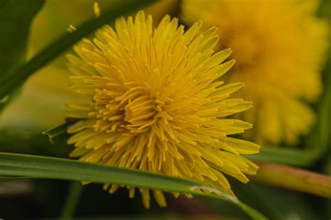 plants  images