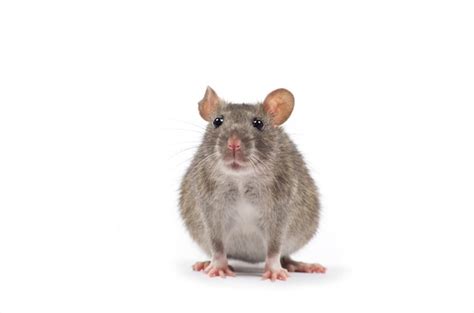 Premium Photo Grey Mouse Isolated